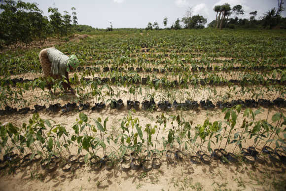 A woman works on a plantation of rubber seedlings in San Pedro, Ivory Coast.