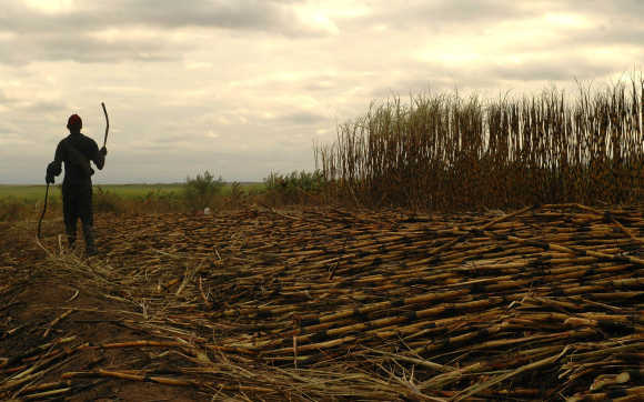 Worker harvests sugarcane near Swaziland's capital Mbabane.