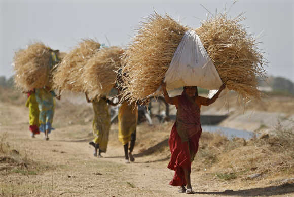 Women carry dried grass to feed their cattle.