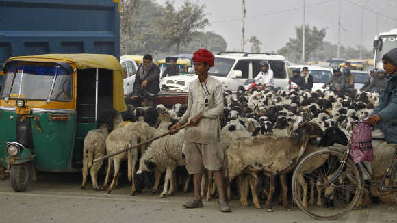 A nomadic shepherd with his herd of sheep waits for the signal at a busy road junction in Noida.