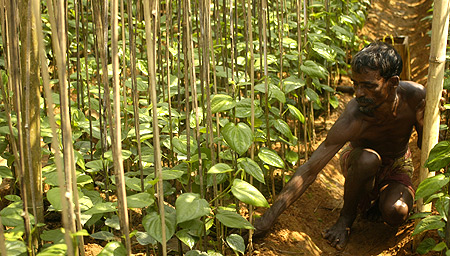 A farmer works in a Paan or betel leaf garden in Sonamura village, 60 km (37 miles) south of Agartala.