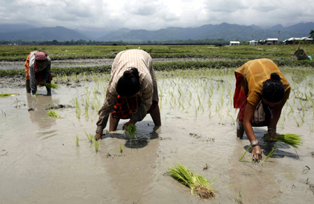 Farmers plant rice seedlings in their field on the outskirts of Siliguri.
