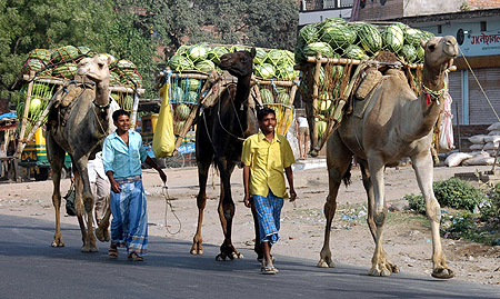 Farmers transport watermelons on their camels to sell in a market in Allahabad.