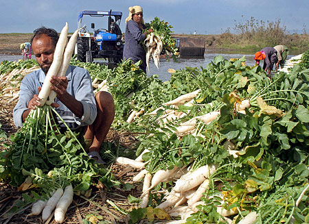 A farmer arranges radish at a vegetable market on the outskirts of Jammu.