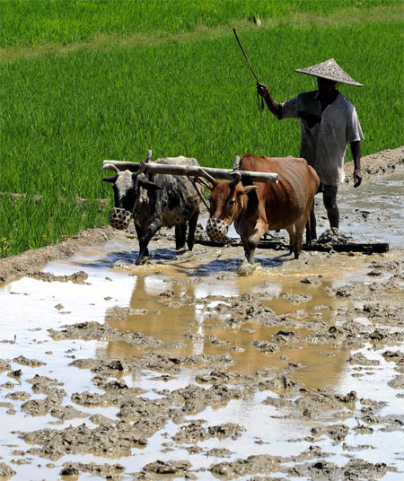 A farmer ploughs his paddy field in Kadamtala village, about 189 km (117 miles) north of Agartala.