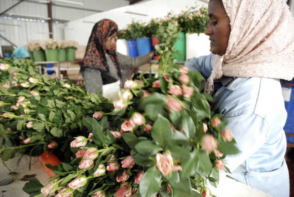 People work at the 'packhouse' where flowers are de-leafed and boxed for export, in Addis Ababa.