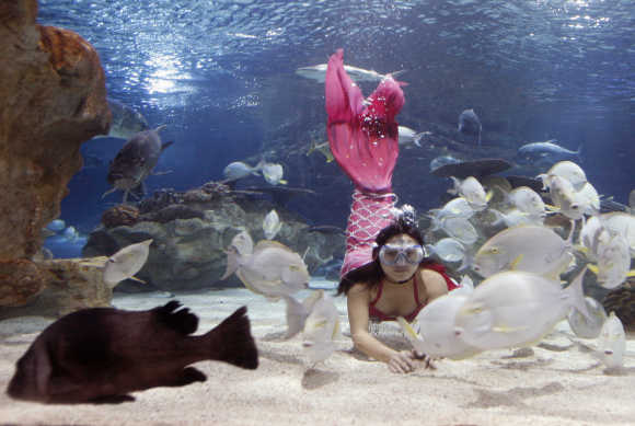 A woman dressed as a mermaid dives to feed fish at the Gongti Richina Underwater World in Beijing. The fish are fed three times a day by a woman dressed as mermaid as additional entertainment for visitors.