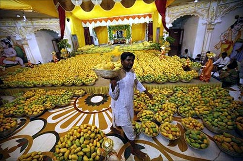 A Hindu priest carries a basket of mangoes to distribute among devotees after it was offered to Hindu God Lord Krishna inside a temple during a mango festival in Ahmedabad.