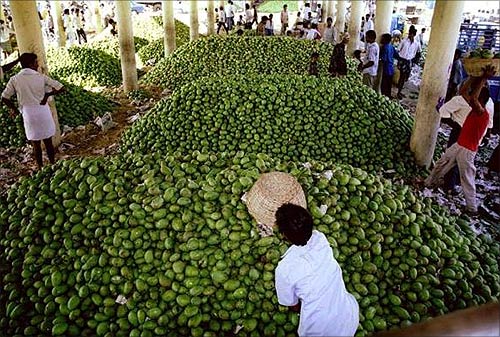 India's love affair with mangoes