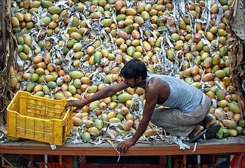 India's love affair with mangoes