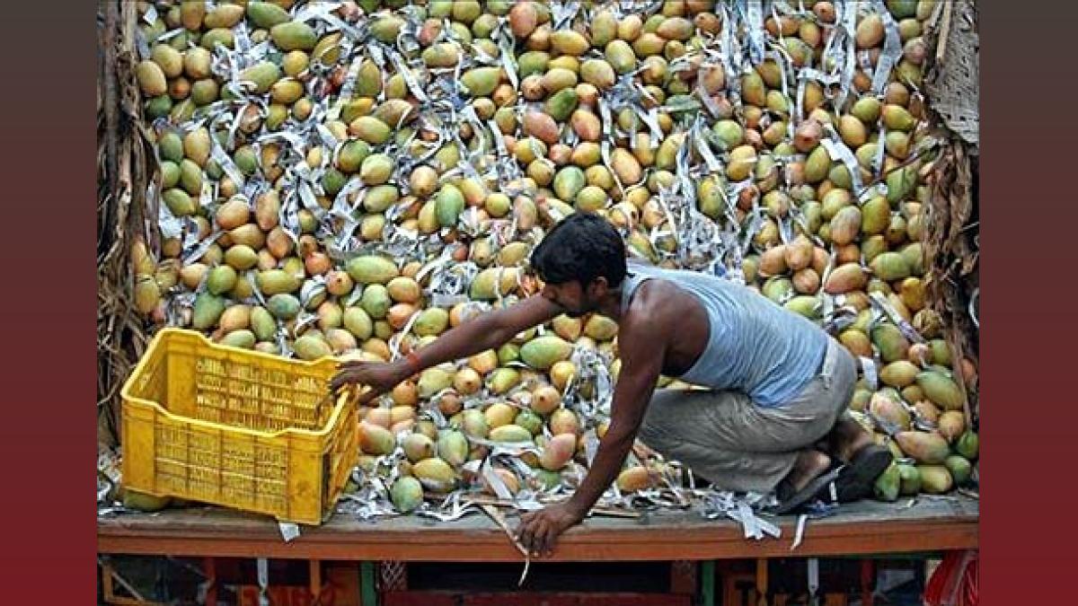 Rajnath Aam: New Mango Variety Named After Rajnath Singh