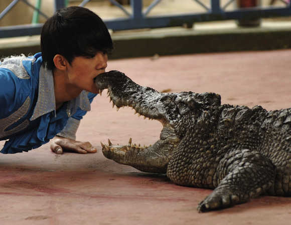 A man performs with a crocodile at a zoo in Hanoi.
