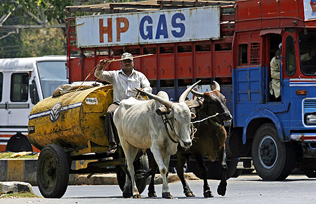A worker transports kerosene oil in a bullock cart to retail outlets in Mumbai.