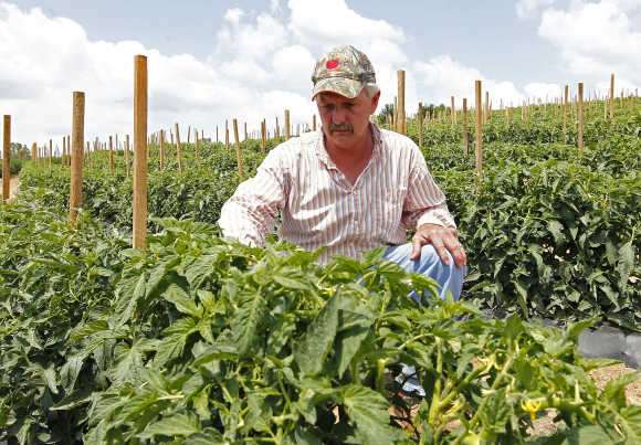 Tomato farmer Tim Battles looks over his growing crop in Oneonta, Alabama.