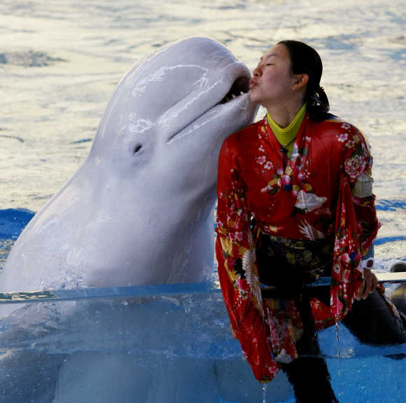 A white whale kisses a Kimono-clad trainer at a show to celebrate the New Year at the Hakkeijima Sea Paradise in Yokohama, near Tokyo.