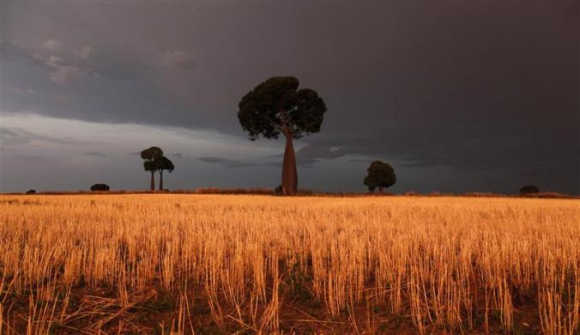 Freshly cut wheat stands under approaching storm clouds on a property owned by farmer Scott Wason near Roma, 430km west of Brisbane, Australia.