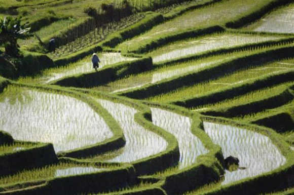 Rice is planted in graceful terraced paddies near Jatiluwih in central Bali.