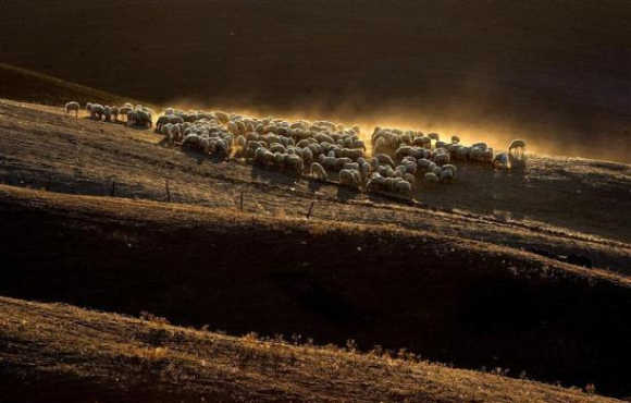 Sheep graze on a field at the 'Crete Senesi' (Siennese clays) area near Asciano, Italy.