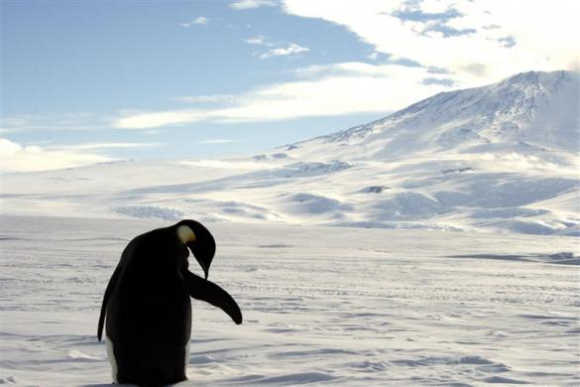 A foraging Emperor penguin preens on snow-covered sea ice around the base of the active volcano Mount Erebus, near McMurdo Station, the largest US Science base in Antarctica.