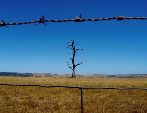 A dead tree behind a barbed-wire fence stands in the drought-effected farming area of the McLaren Vale region in South Australia, 80km south-east of Adelaide.