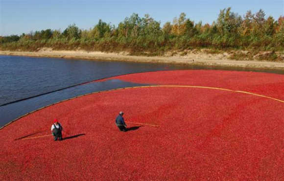 Workers harvest cranberries at the Atoka cranberry farm in Manseau, Quebec, Canada.