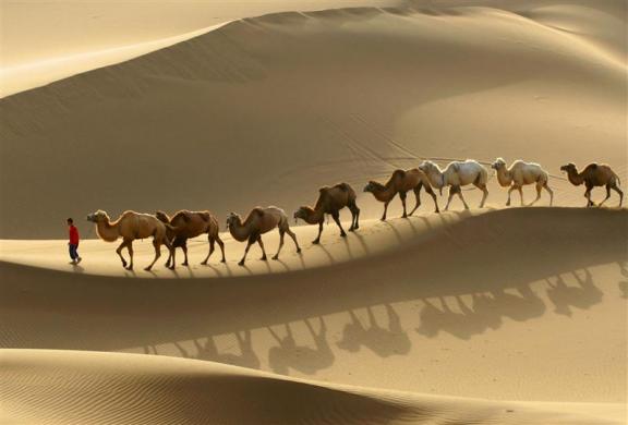 A local farmer leads a row of camels at a tourism resort of the Kumtag Desert in Shanshan county, northwest China's Xinjiang Uygur Autonomous Region, China.