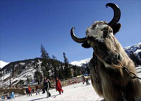 A yak is seen close to tourists after a snowfall in Himachal Pradesh.
