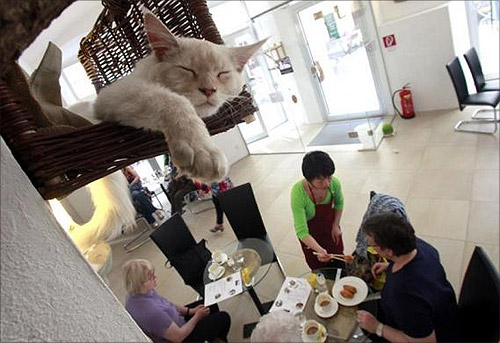 Cat 'Luca' sleeps in his basket as a waitress serves some food to customers in Vienna's first cat cafe.