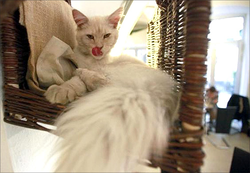 Visit Vienna  s first cat  cafe  Rediff com Business