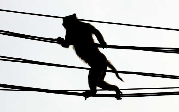 A monkey crosses a crowded street using over-head power lines in New Delhi.