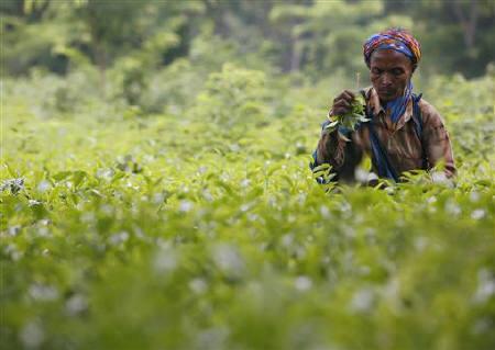 A tea garden worker (R) pours tea inside a tea garden estate in Siliguri.