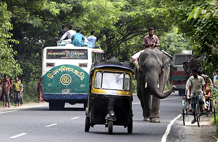 An auto-rickshaw (centre) overtakes an elephant on a busy highway near Dhaka.