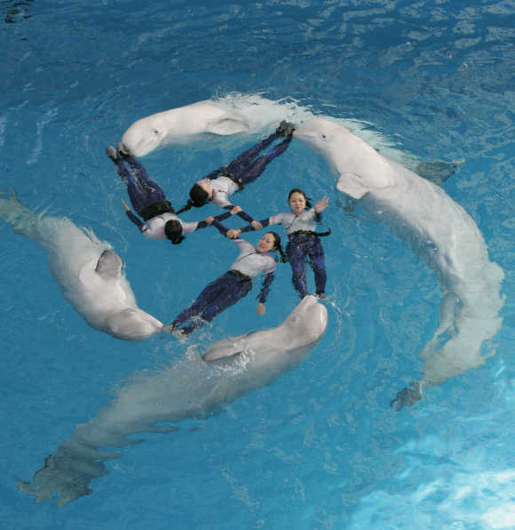 Trainers perform with whales during a show at Yokohama Hakkeijima Sea Paradise, south of Tokyo.