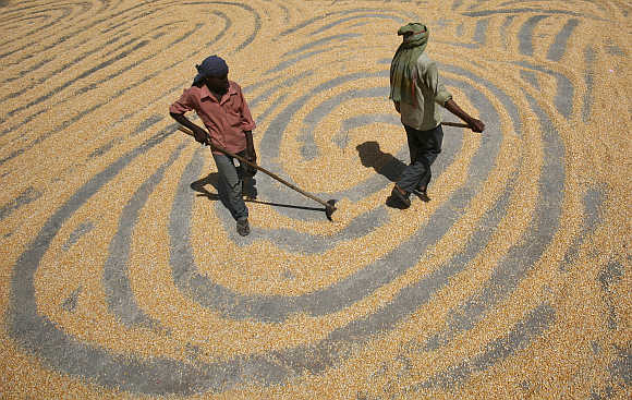Workers spread maize crop for drying at a wholesale grain market in Chandigarh.