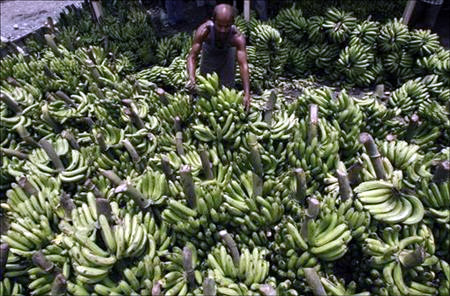A labourer arranges bananas at a wholesale fruit market in Siliguri.