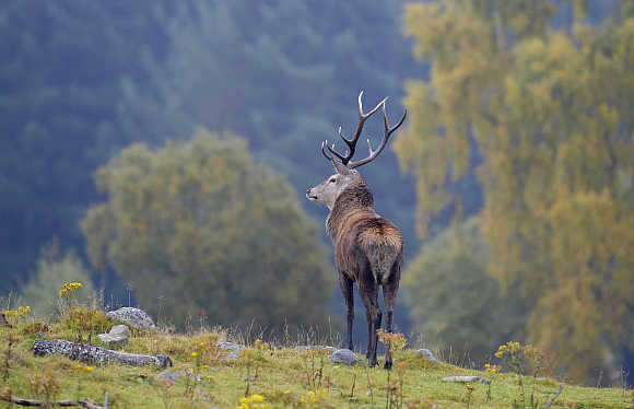 A red deer stands during the annual rutting season in the Highland Wildlife Park in Kincraig, Scotland.