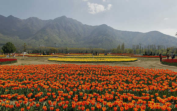Tulip garden in Srinagar.