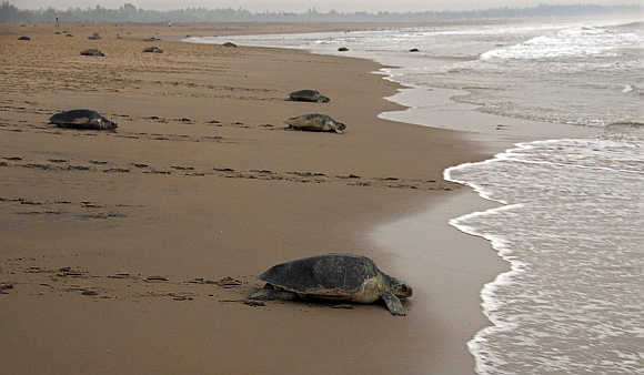 Sea turtles make their way back to the sea in Orissa.