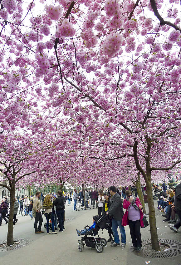 People stroll under pink cherry blossoms in a Stockholm park.