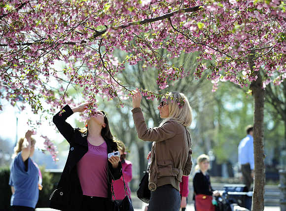 Women smell cherry blossom in the Kungstradgarden park in Stockholm, Sweden.