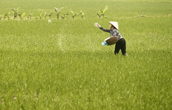 A farmer throws fertiliser on a rice paddy field in La Duong village, outside Hanoi, Vietnam.