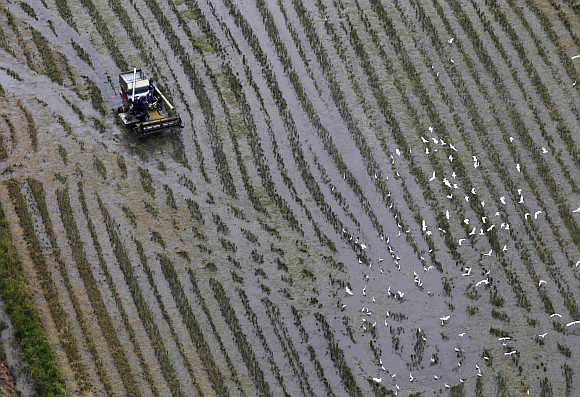 A farmer works near a flock of birds at his rice field in Ayutthaya province, Thailand.