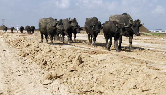 All-weather roads to every village are an absolute must, says Ghosh. Cattle walk on a road under construction in Sanand, Gujarat.