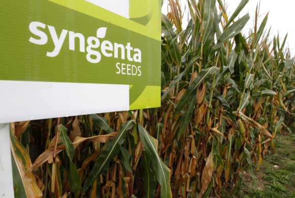 Logo of Swiss agrochemicals maker Syngenta in front of a cornfield near the company's plant in Stein near Basel, Switzerland.