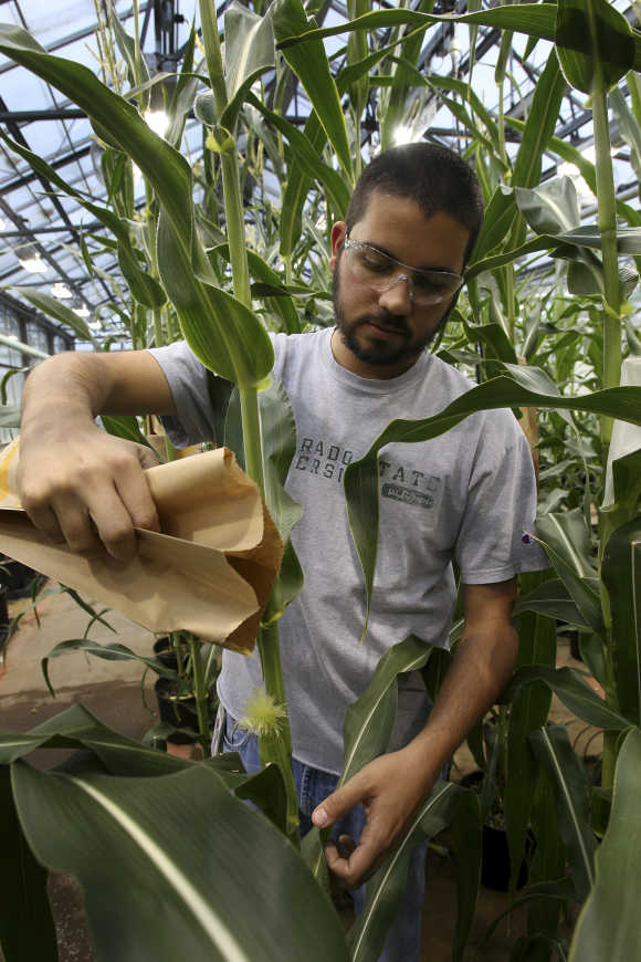 Corn plant specialist Nick Bosso pollinates a stalk in the greenhouse at the Monsanto Research facility in Chesterfield, Missouri.