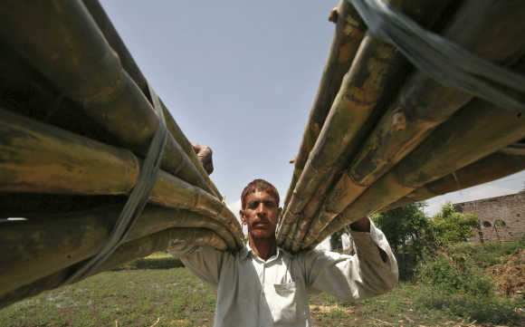A farmer carries sugarcane from a field on the outskirts of Jammu.