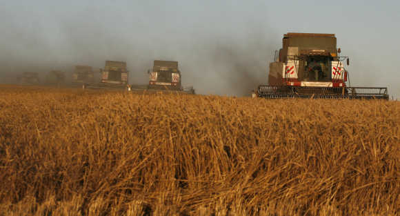 Combine harvesters work on wheat field outside Svetlolobovo in Russia.