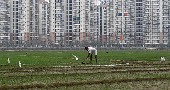 A farmer works in a wheat field against the backdrop of residential apartments in Noida.