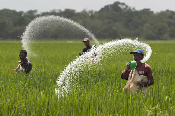 Farmers cast urea fertiliser in a rice plantation in the central state of Cojede, Venezuela.