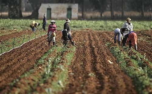 Farm workers on a farm in South Africa.